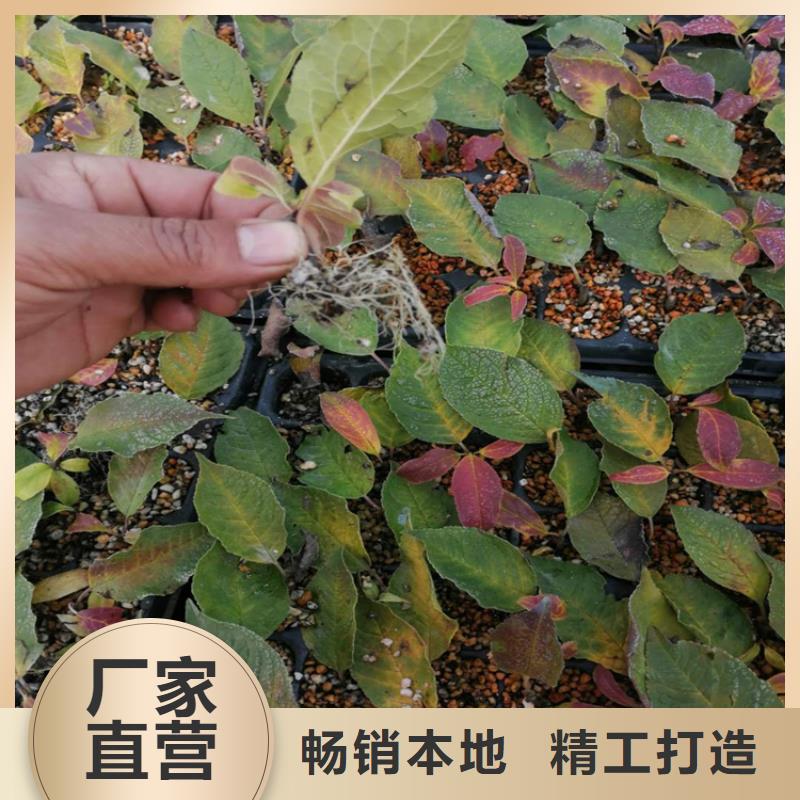 【北美冬青】,樱桃苗精选货源