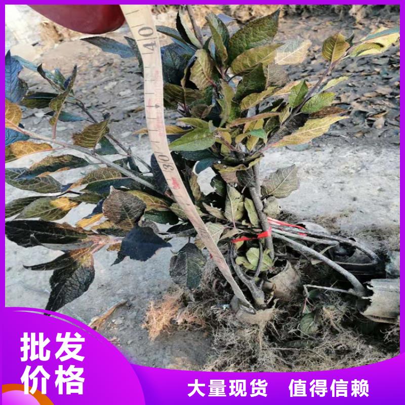 【 北美冬青 杏树苗品牌大厂家】本地品牌