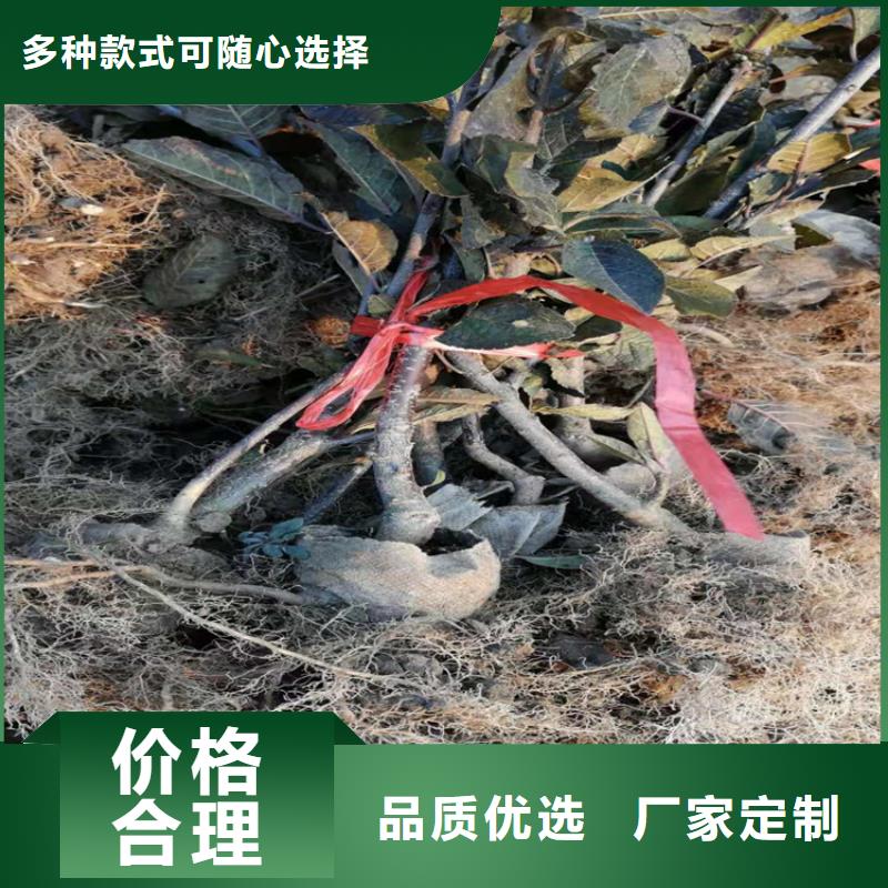 【 北美冬青 杏树苗品牌大厂家】本地品牌