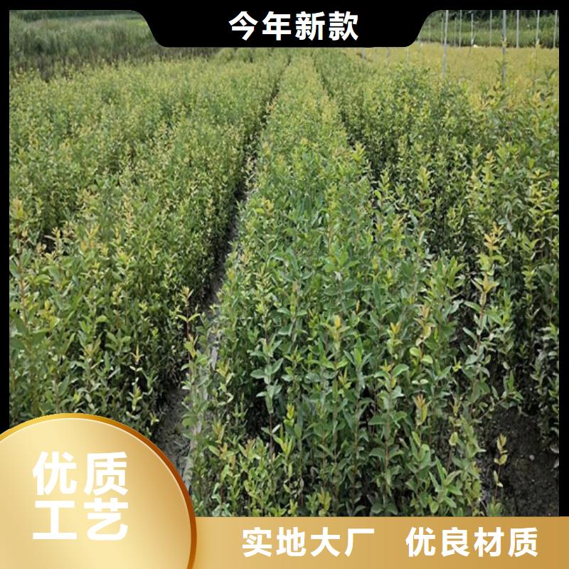 【北美冬青-梨树苗产品优势特点】