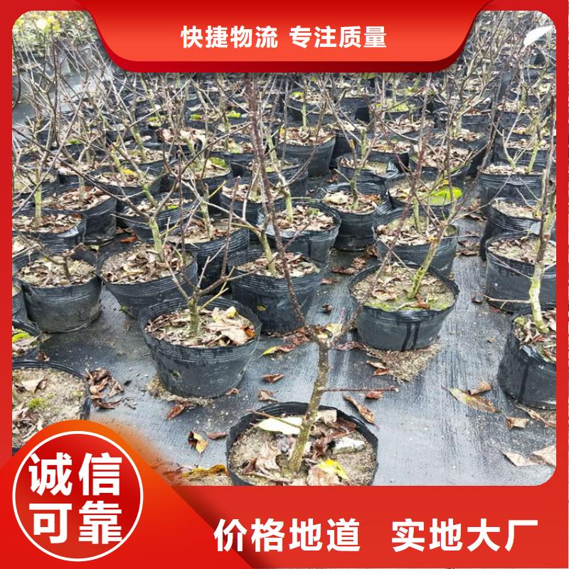 北美冬青樱桃苗应用范围广泛