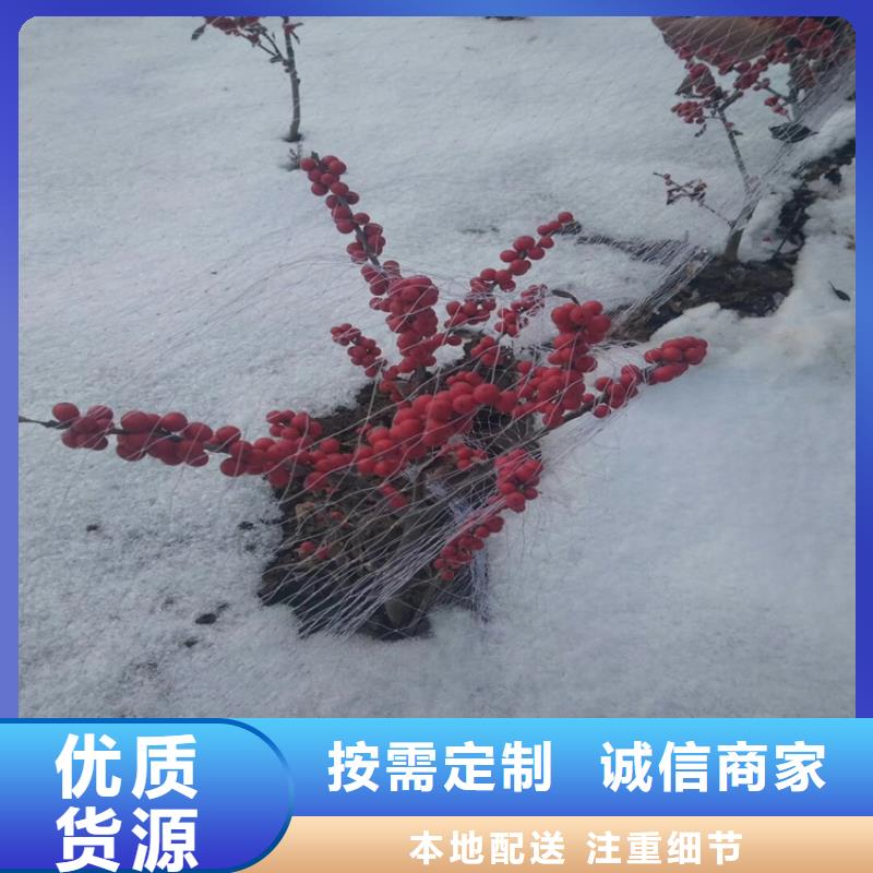 【北美冬青,桃树苗一致好评产品】