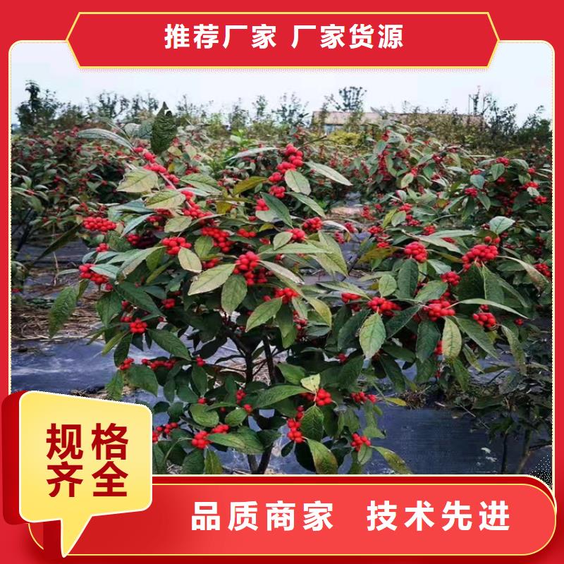 玛瑙红石榴苗视频-玛瑙红石榴苗|陕西省榆林市|靖边|横山|延安|宝鸡|西安|商洛|汉中