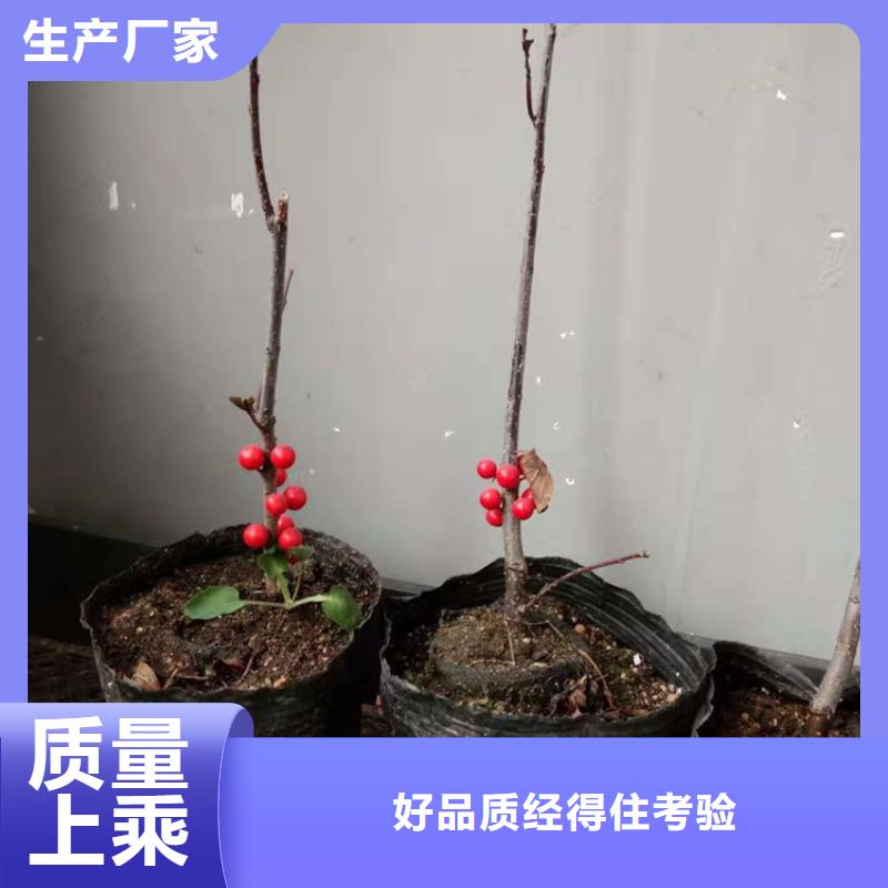北美冬青_石榴苗您身边的厂家