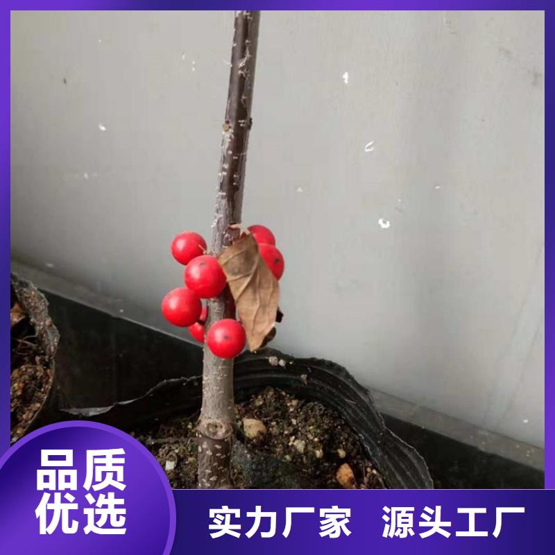 北美冬青樱桃苗应用范围广泛