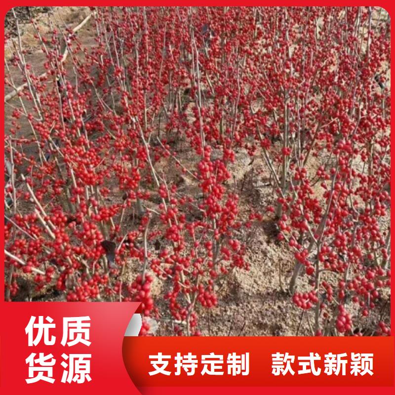 玛瑙红石榴苗-视频-玛瑙红石榴苗|内蒙古乌海市|阿拉善|锡林郭勒|呼和浩特|兴安|乌兰察布|呼伦贝尔|赤峰