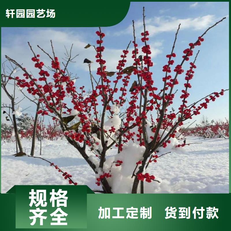 北美冬青,蓝莓苗实力雄厚品质保障