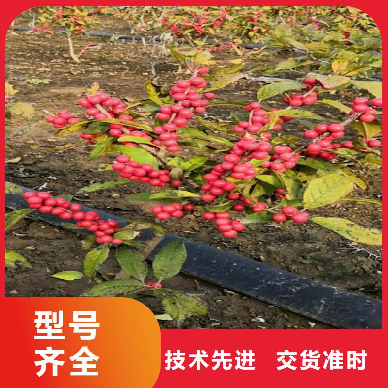 玛瑙红石榴苗-视频-玛瑙红石榴苗|内蒙古乌海市|阿拉善|锡林郭勒|呼和浩特|兴安|乌兰察布|呼伦贝尔|赤峰