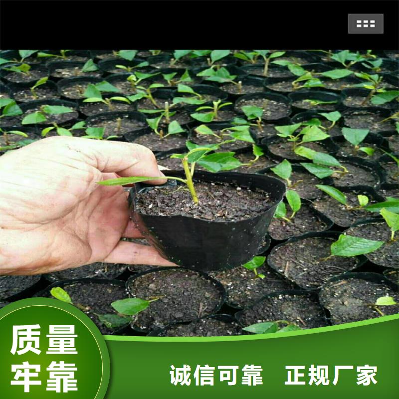 北美冬青,蓝莓苗实力雄厚品质保障