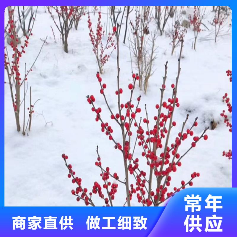 玛瑙红石榴苗视频-玛瑙红石榴苗|陕西省榆林市|靖边|横山|延安|宝鸡|西安|商洛|汉中