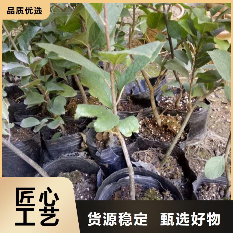 【北美冬青桃树苗严格把控每一处细节】