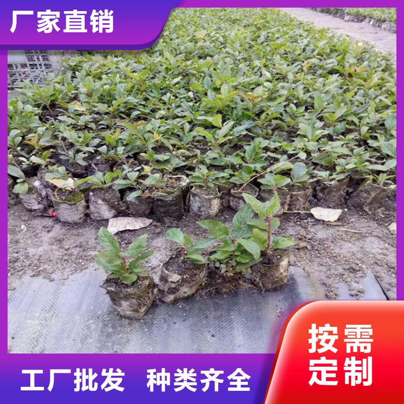 北美冬青-板栗苗现货采购