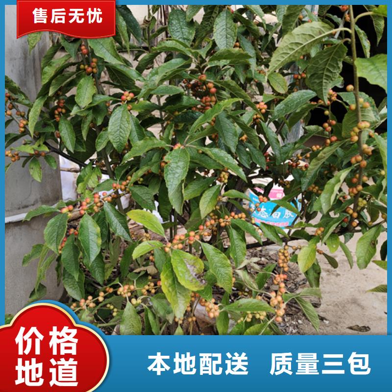 玛瑙红石榴苗-视频-兴安|赤峰|阿拉善|呼伦贝尔轩园玛瑙红石榴苗_ 轩园园艺场(乌海市分公司)