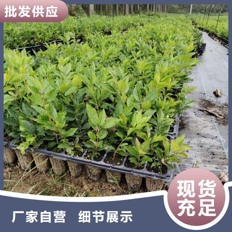 北美冬青,蓝莓苗实力雄厚品质保障