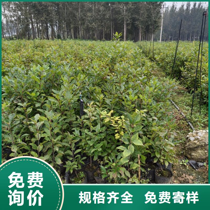 北美冬青,蓝莓苗实力雄厚品质保障