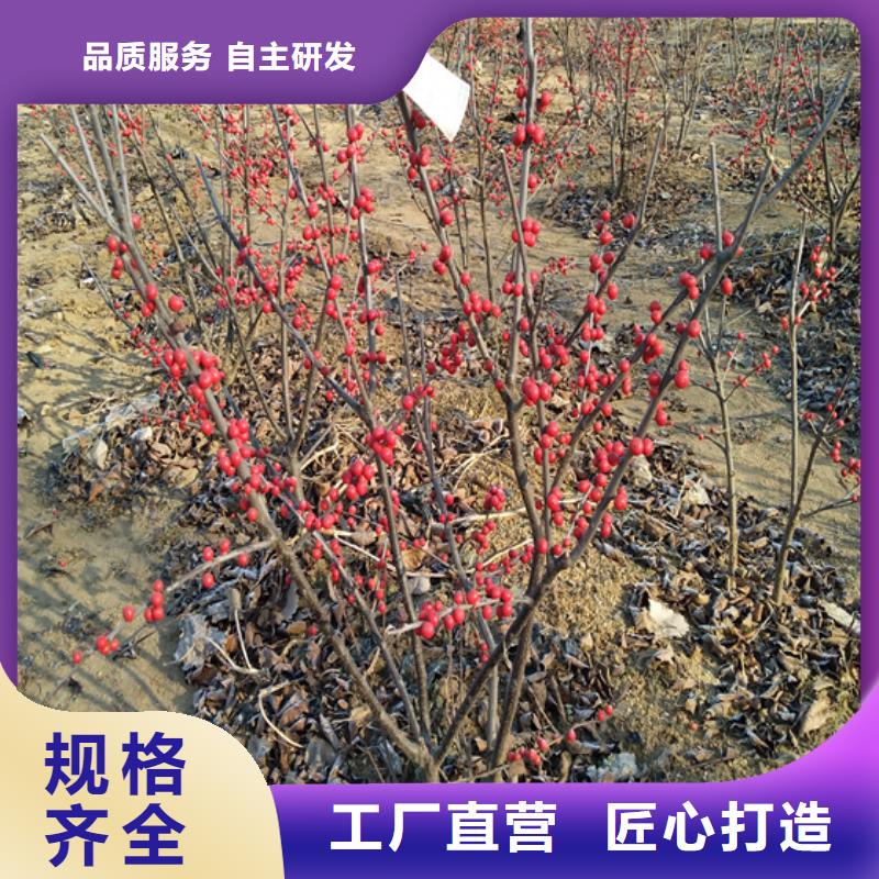北美冬青-板栗苗现货采购