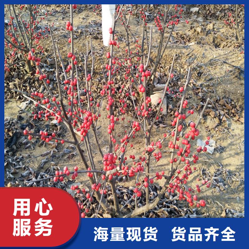 【 北美冬青 杏树苗品牌大厂家】本地品牌