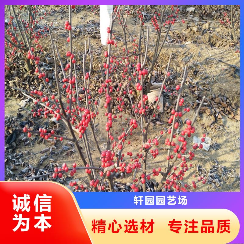 北美冬青嘎啦苹果定制批发