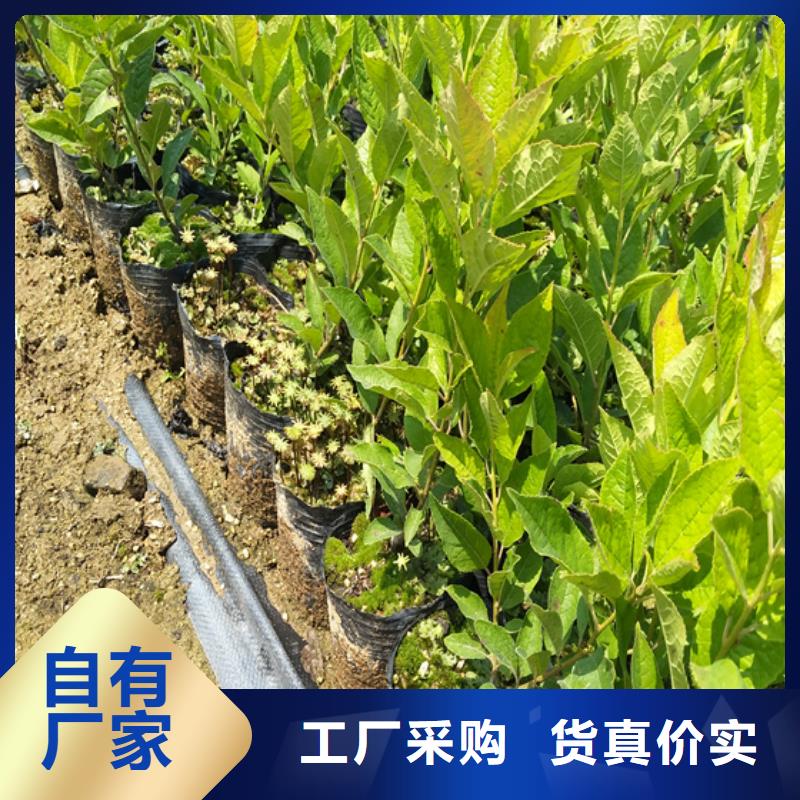 北美冬青无花果苗货源稳定