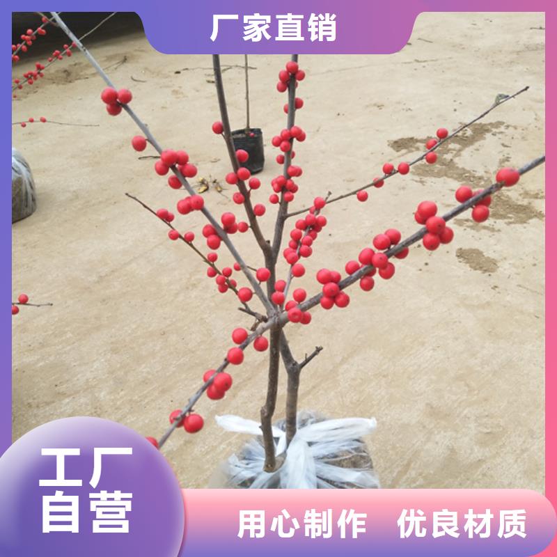 北美冬青-蓝莓苗工厂直营