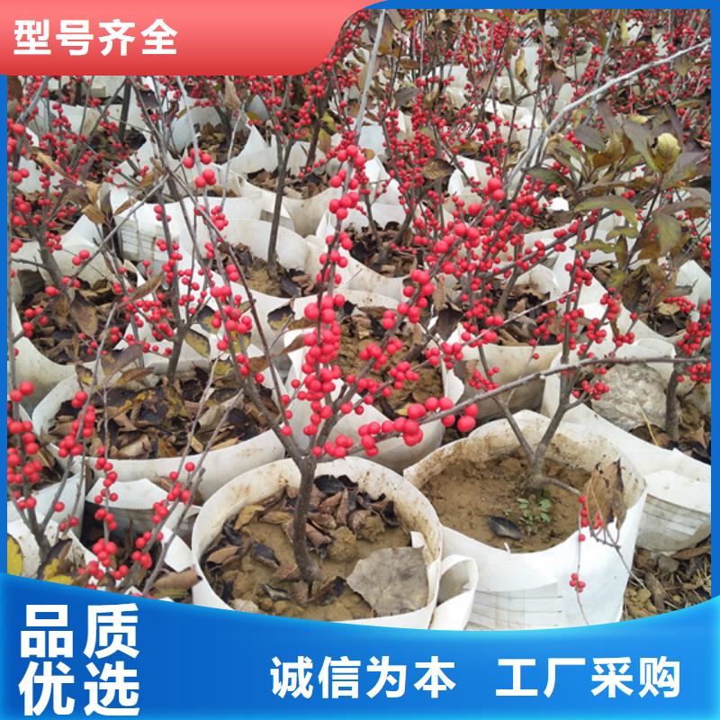北美冬青【梨树苗】每个细节都严格把关