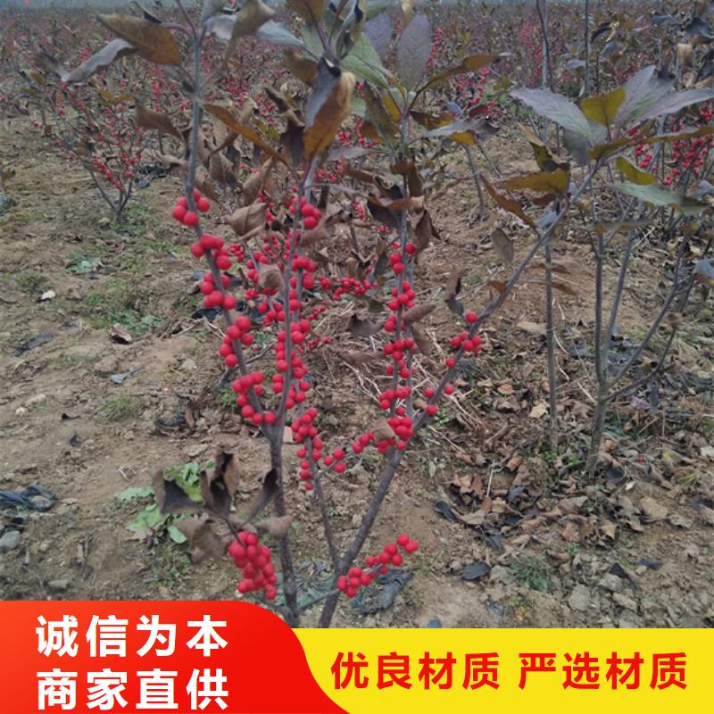 玛瑙红石榴苗-视频-兴安|赤峰|阿拉善|呼伦贝尔轩园玛瑙红石榴苗_ 轩园园艺场(乌海市分公司)