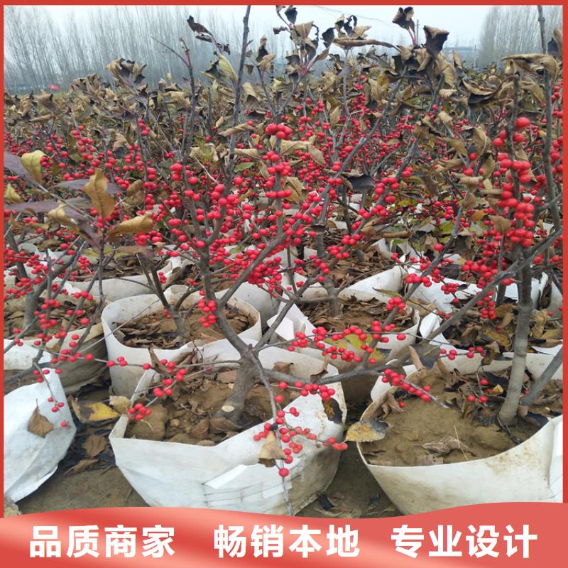 北美冬青,樱桃苗厂家直接面向客户