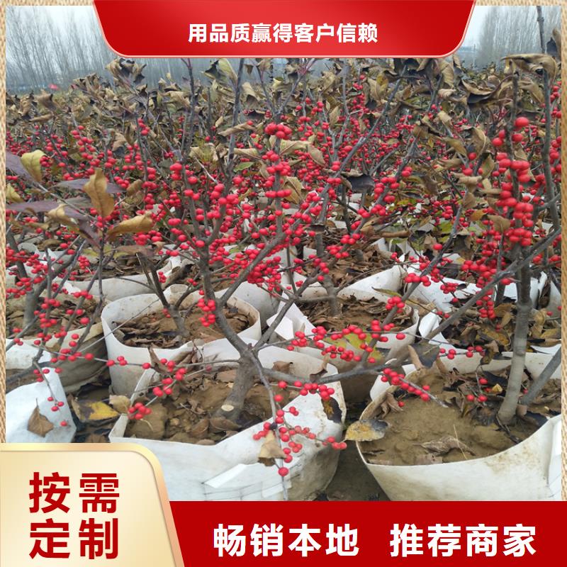 北美冬青苹果苗精选优质材料