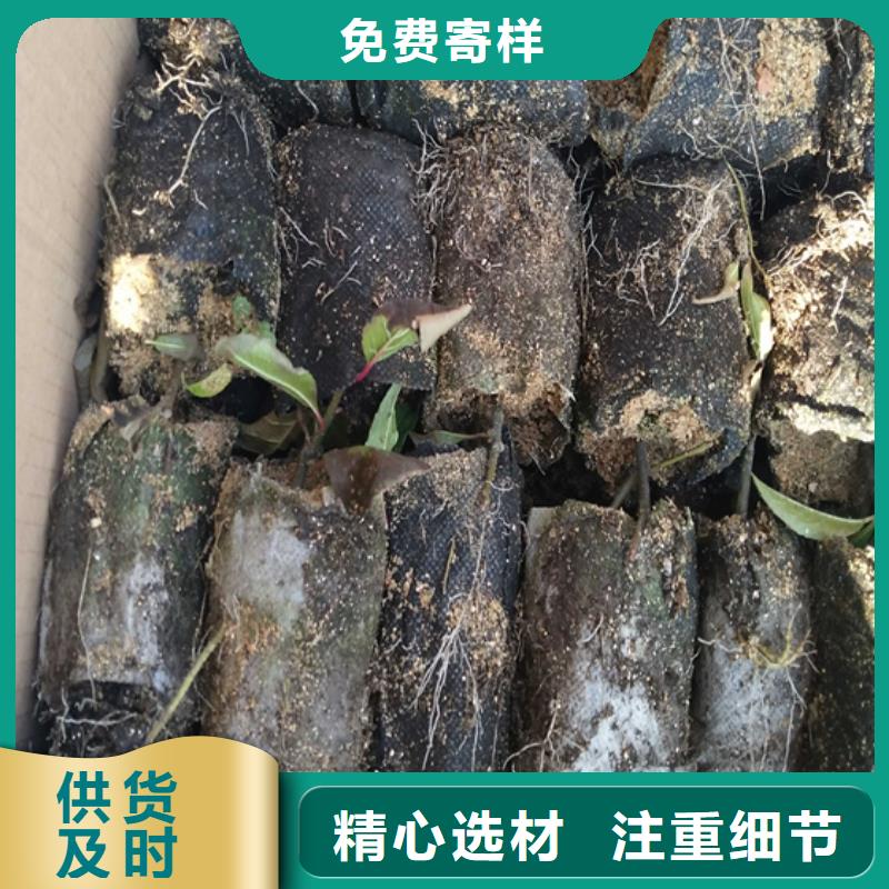 玛瑙红石榴苗视频-玛瑙红石榴苗|陕西省榆林市|靖边|横山|延安|宝鸡|西安|商洛|汉中