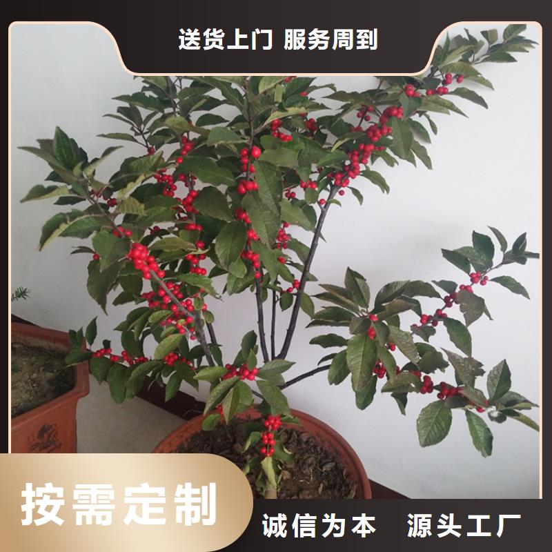 北美冬青-蓝莓苗工厂直营