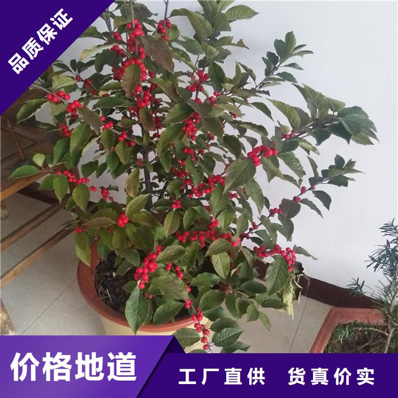 北美冬青-蓝莓苗工厂直营
