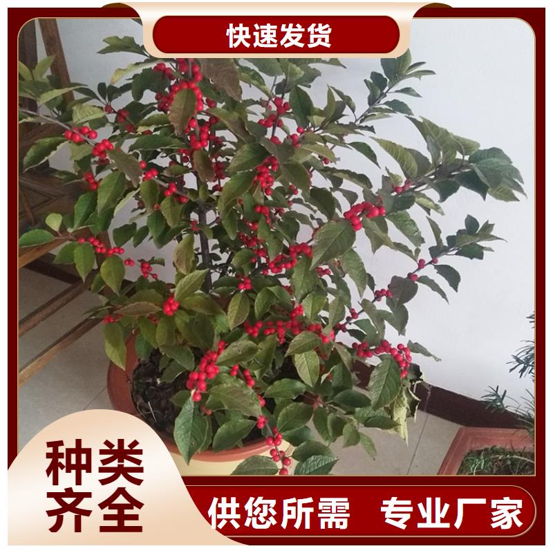 【 北美冬青 杏树苗品牌大厂家】本地品牌