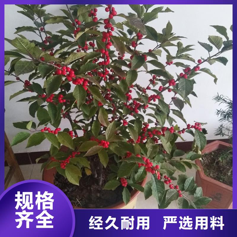 北美冬青-苹果苗支持定制加工