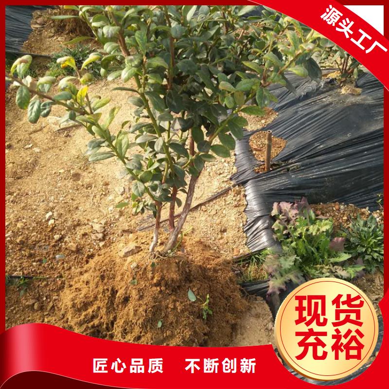 蓝莓苗,樱桃苗工厂批发