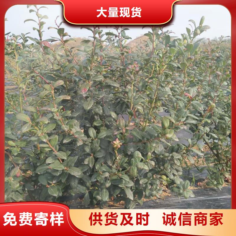 蓝莓苗桃树苗严谨工艺
