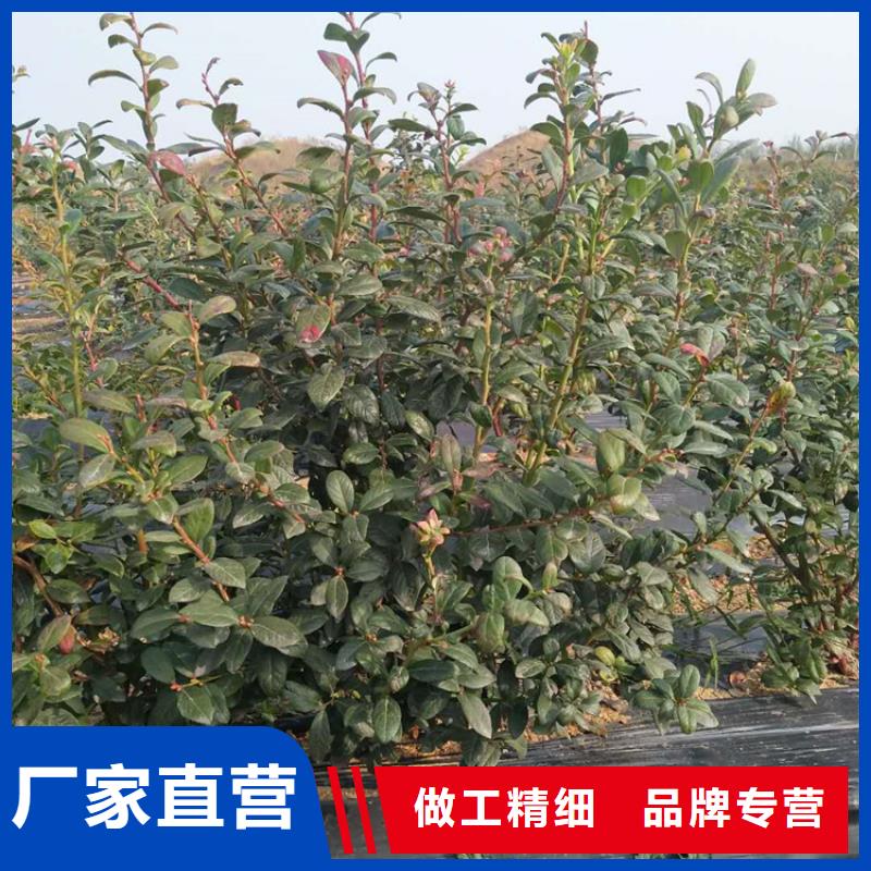 玛瑙红石榴苗视频-玛瑙红石榴苗-福建省三明市同城货源-泰宁|尤溪|龙岩|厦门|宁德|莆田|福州