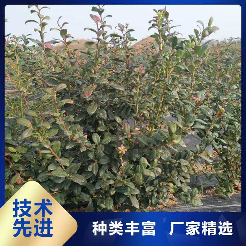 玛瑙红石榴苗视频-津|武陵|邵阳|娄底|益阳|长沙|岳阳|湘西玛瑙红石榴苗现货-轩园园艺场(常德市分公司)