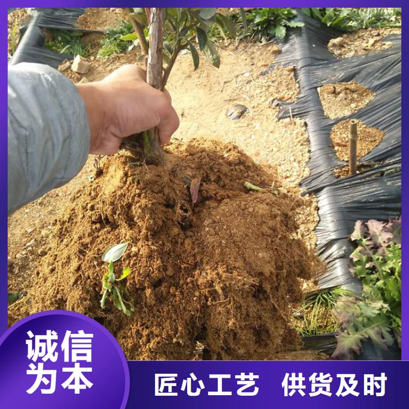 蓝莓苗【蓝莓苗】敢与同行比质量