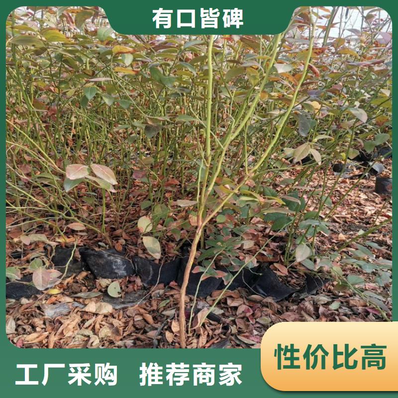 【蓝莓苗西瓜苗免费寄样】