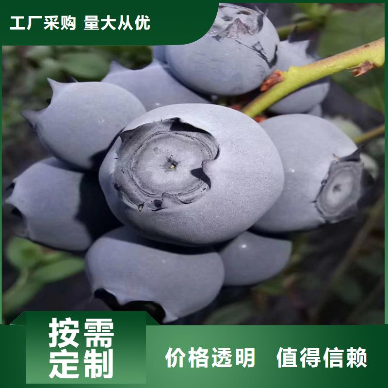 玛瑙红石榴苗视频-玛瑙红石榴苗-福建省三明市同城货源-泰宁|尤溪|龙岩|厦门|宁德|莆田|福州