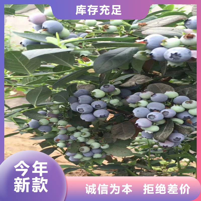 【蓝莓苗】 猕猴桃苗购买的是放心-轩园园艺场(三明市分公司)-阿奇乐乐