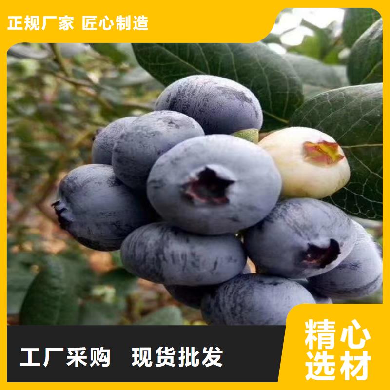 蓝莓苗苹果苗性能稳定