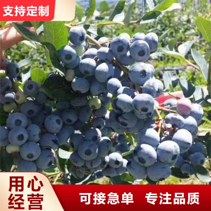 蓝莓苗 樱桃苗价格实惠