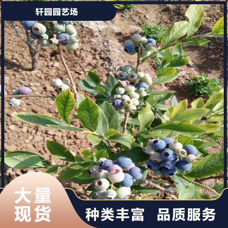 蓝莓苗草莓苗值得信赖
