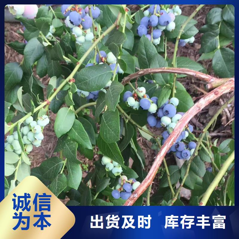 蓝莓苗桃树苗产地货源