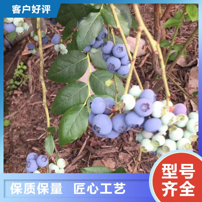 蓝莓苗红石榴苗基地诚信经营