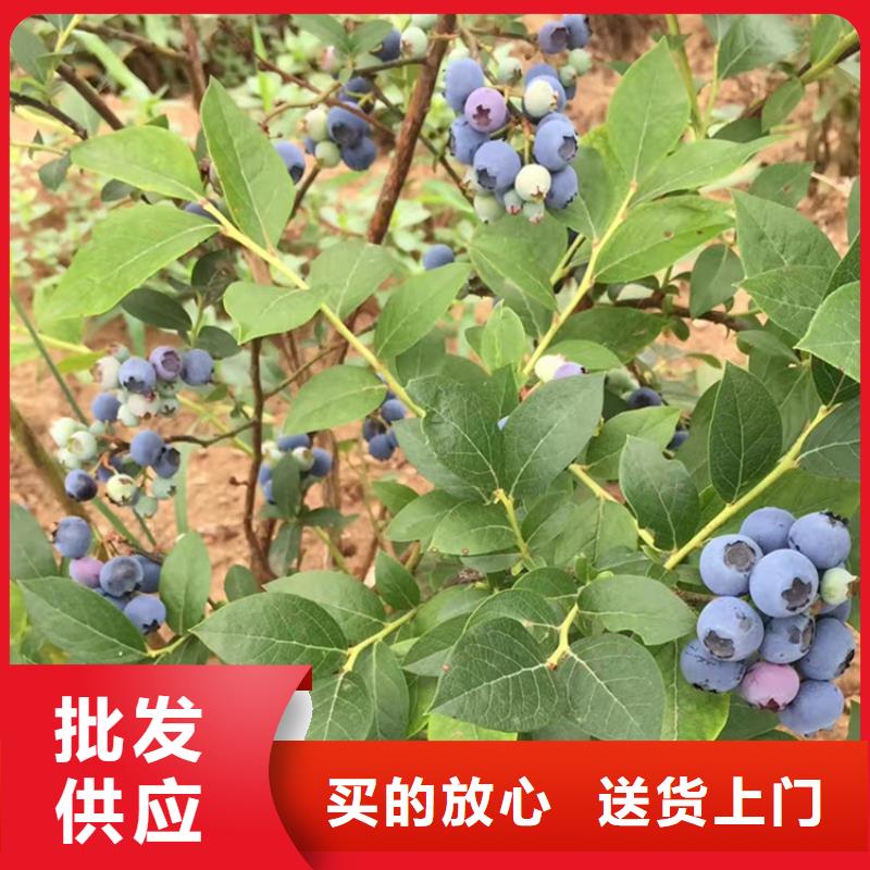 玛瑙红石榴苗-视频-玛瑙红石榴苗-湖南省常德市【同城】生产厂家-澧县|汉寿|衡阳|益阳|永州|湘潭|株洲|岳阳