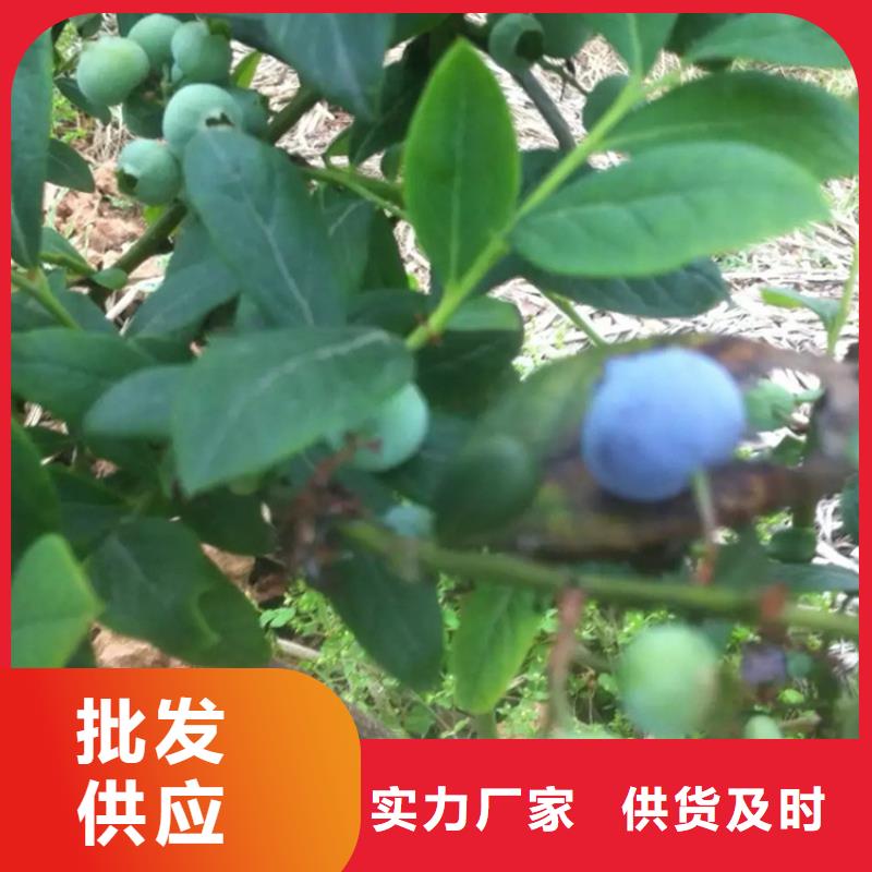 蓝莓苗_樱桃苗品质有保障