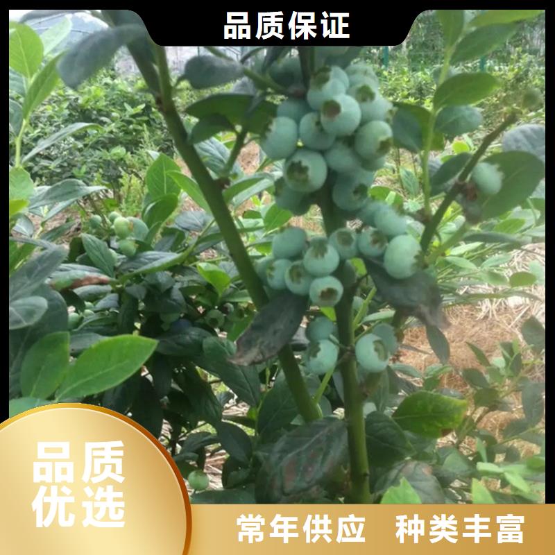 蓝莓苗桃树苗标准工艺