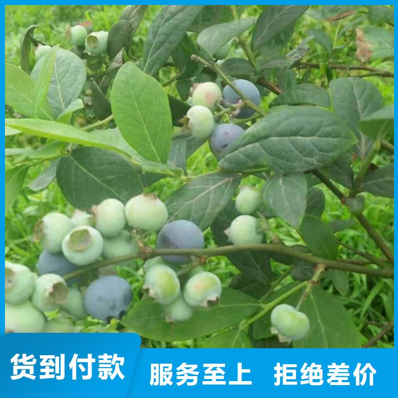 蓝莓苗3公分软籽石榴苗随到随提